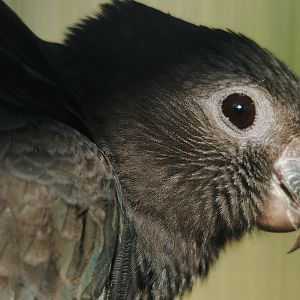 Lesser Vasa Parrot - Coracopsis nigra