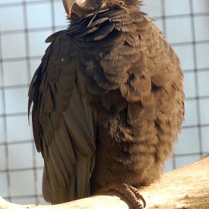 Greater Vasa Parrot - Coracopsis vasa