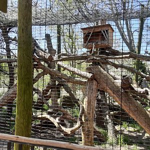Bobcat Exhibit- New Climbing Structure