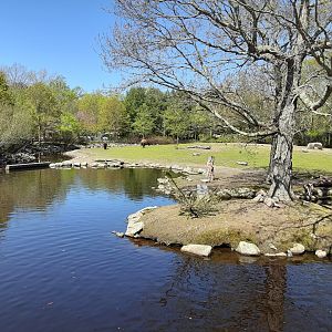 Bison/White-Tailed Deer/Waterfowl Exhibit