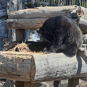 North American Black Bear Cubs- the cutest!