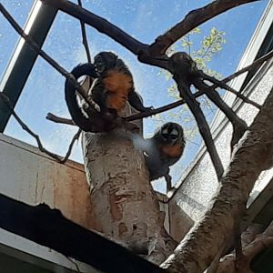 Nancy Ma's Night Monkeys