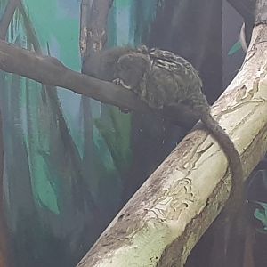 Western Pygmy Marmoset