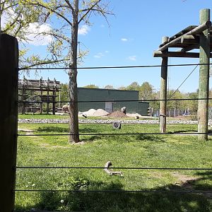 Asian Elephant Habitat