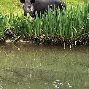 Bairds Tapir