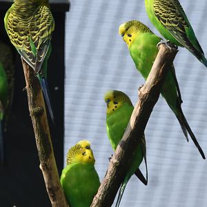 Budgerigar - Melopsittacus undulatus