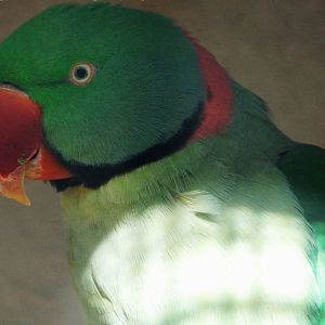 Alexandrine Parakeet - Psittacula eupatria