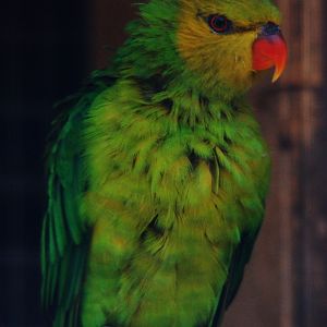 Olive-headed Parakeet - Trichoglossus euteles
