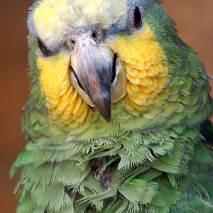 Orange-winged Amazon - Amazona amazonica
