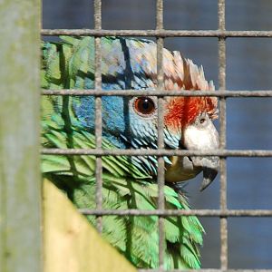 Red-tailed Amazon - Amazona brasiliensis