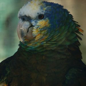 Saint Vincent Amazon - Amazona guildingii