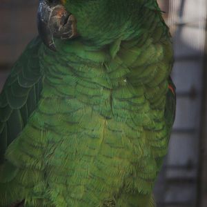 Yellow-crowned Amazon - Amazona ochrocephala