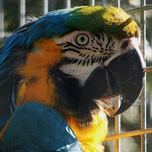 Blue & Gold Macaw - Ara ararauna