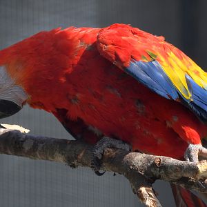 Scarlet Macaw - Ara macao
