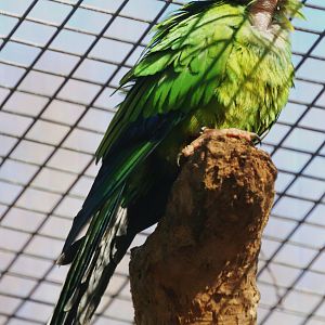 Nanday Parakeet - Aratinga nenday