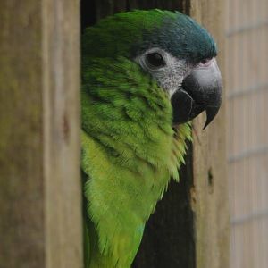 Red-shouldered Macaw - Diopsittaca nobilis nobilis