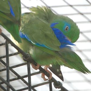 Spectacled Parrotlet - Forpus conspicillatus
