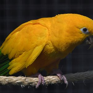 Golden Conure - Guaruba guarouba