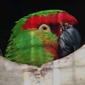 Thick-billed Parrot - Rhynchopsitta pachyrhyncha