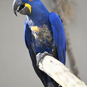 Hyacinth Macaw - Anodorhynchus hyacinthinus