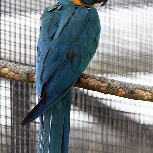 Blue-throated Macaw - Ara glaucogularis