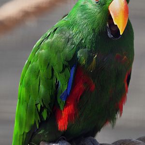 Vosmaer's Eclectus Parrot - Eclectus roratus vosmaeri