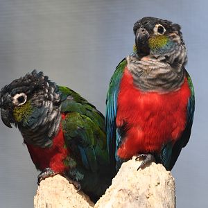 Crimson-bellied Parakeet - Pyrrhura perlata