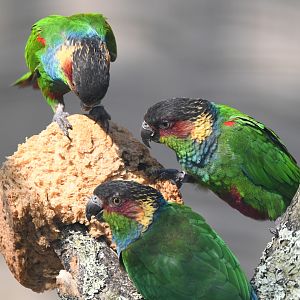 Ochre-marked Parakeet - Pyrrhura cruentata