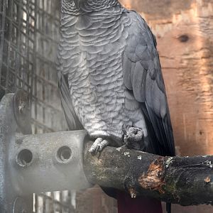 Congo Grey Parrot - Psittacus erithacus erithacus