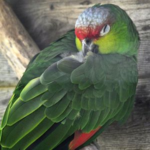 Lilacine Amazon - Amazona lilacina