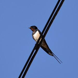 Barn Swallow ~ Karuizawa