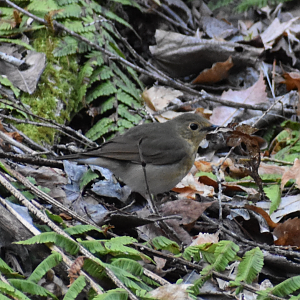 Siberian Blue Robin ~ Karuizawa