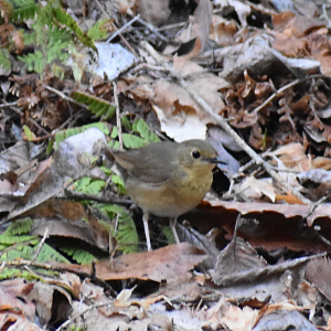 Siberian Blue Robin ~ Karuizawa