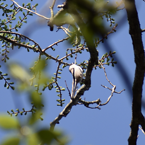 Long Tailed Tit ~ Karuizawa