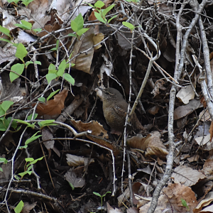 Eurasian Wren ~ Karuizawa