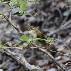 Eastern Crowned Warbler ~ Karuizawa