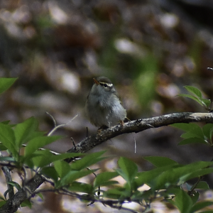 Eastern Crowned Warbler ~ Karuizawa