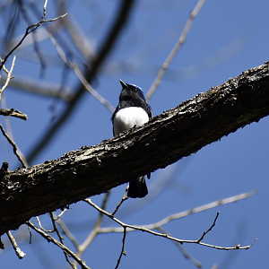 Blue and White Flycatcher ~ Karuizawa