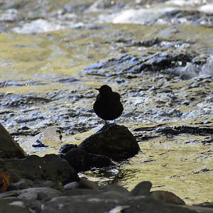 Brown Dipper ~ Karuizawa