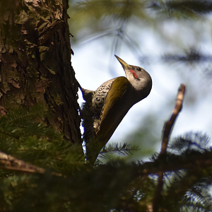 Japanese Green Woodpecker ~ Karuizawa