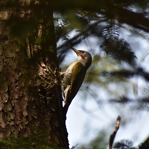 Japanese Green Woodpecker ~ Karuizawa