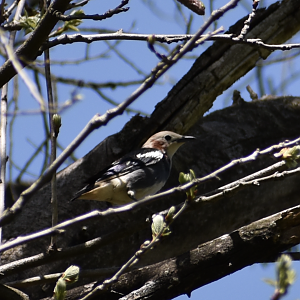 Chestnut Cheeked Starling ~ Karuizawa