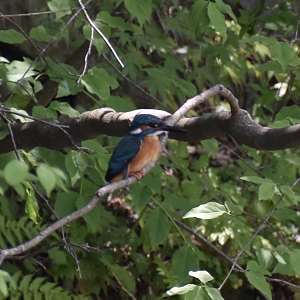 Common Kingfisher ~ Karuizawa