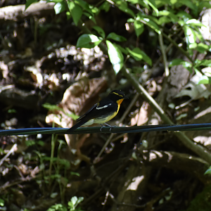 Narcissus Flycatcher ~ Karuizawa