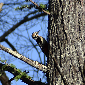 Great Spotted Woodpecker ~ Karuizawa