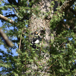 Great Spotted Woodpecker ~ Karuizawa