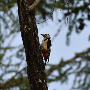 Great Spotted Woodpecker ~ Karuizawa