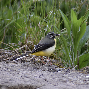 Grey Wagtail ~ Karuizawa