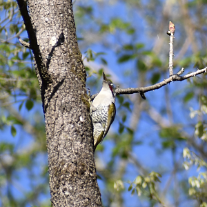 Japanese Green Woodpecker ~ Karuizawa