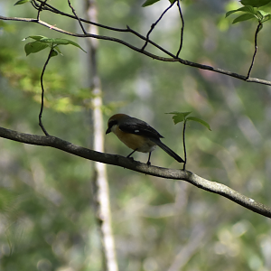 Bull Headed Shrike ~ Karuizawa